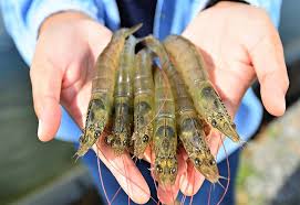 Tôm thẻ chân trắng